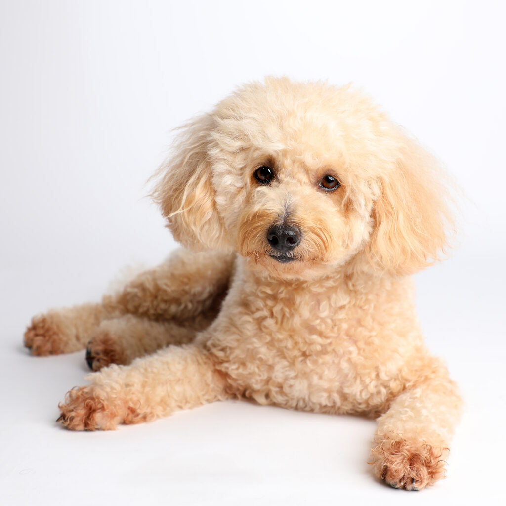 Singapore Pet photography photographer, dog cat photo studio