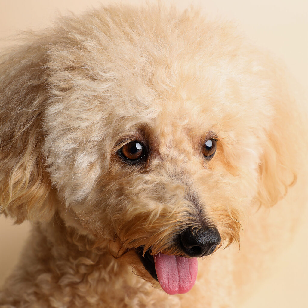 Singapore pet photography photographer, dog cat photo studio