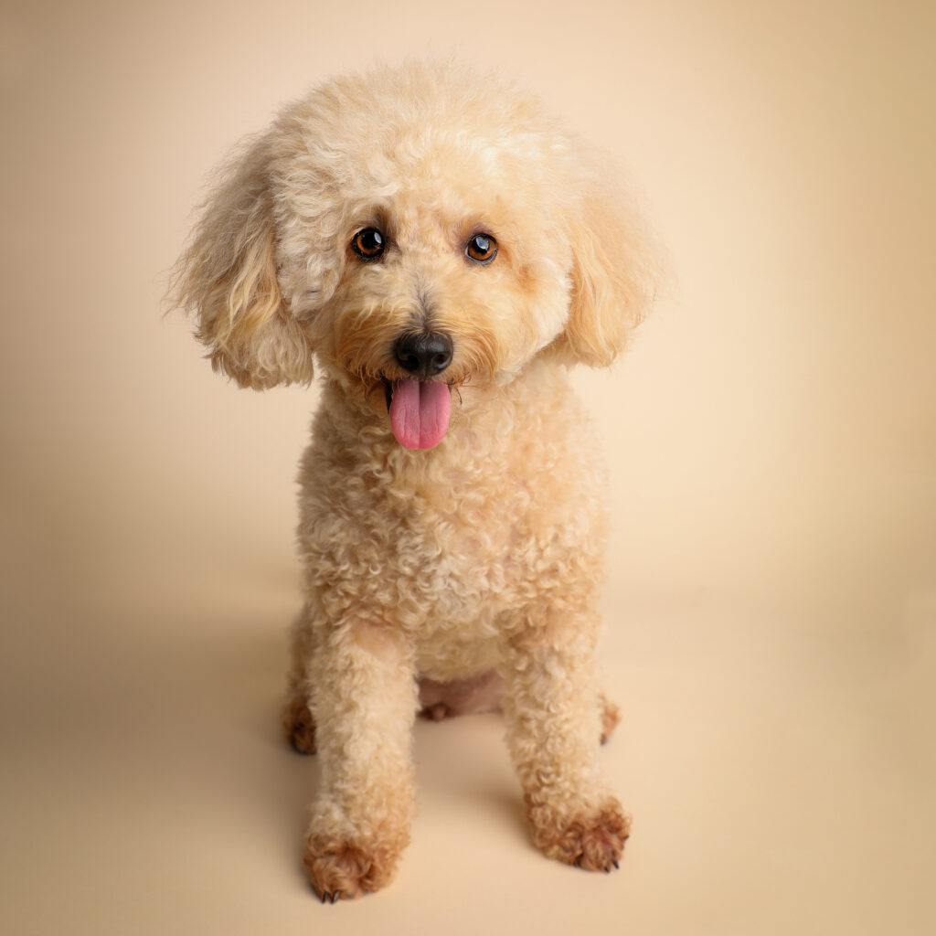 Singapore pet photography photographer, dog cat photo studio