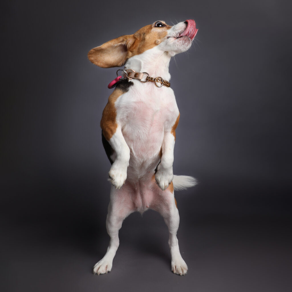 Singapore pet photography photographer, dog cat photo studio