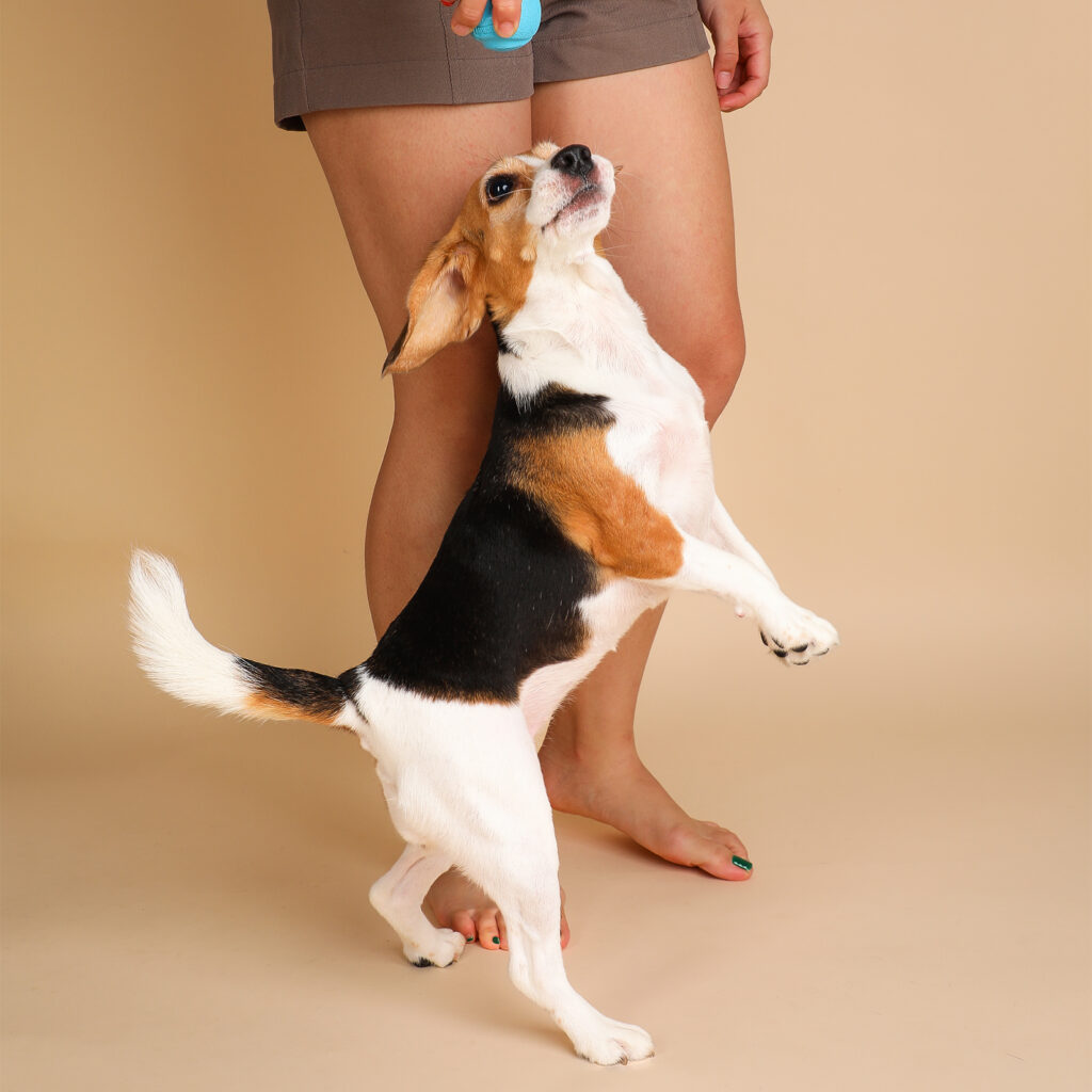 Singapore pet photography photographer, dog cat photo studio