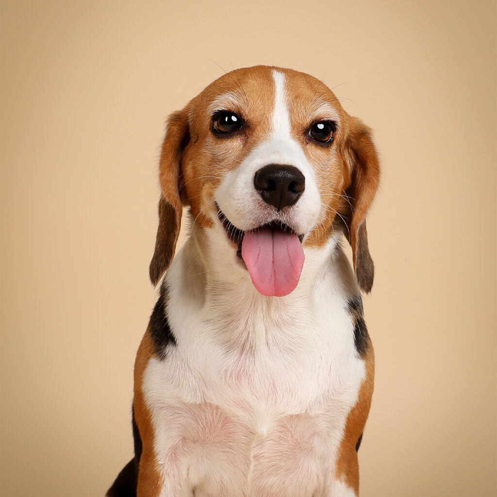 Singapore pet photography photographer, dog cat photo studio