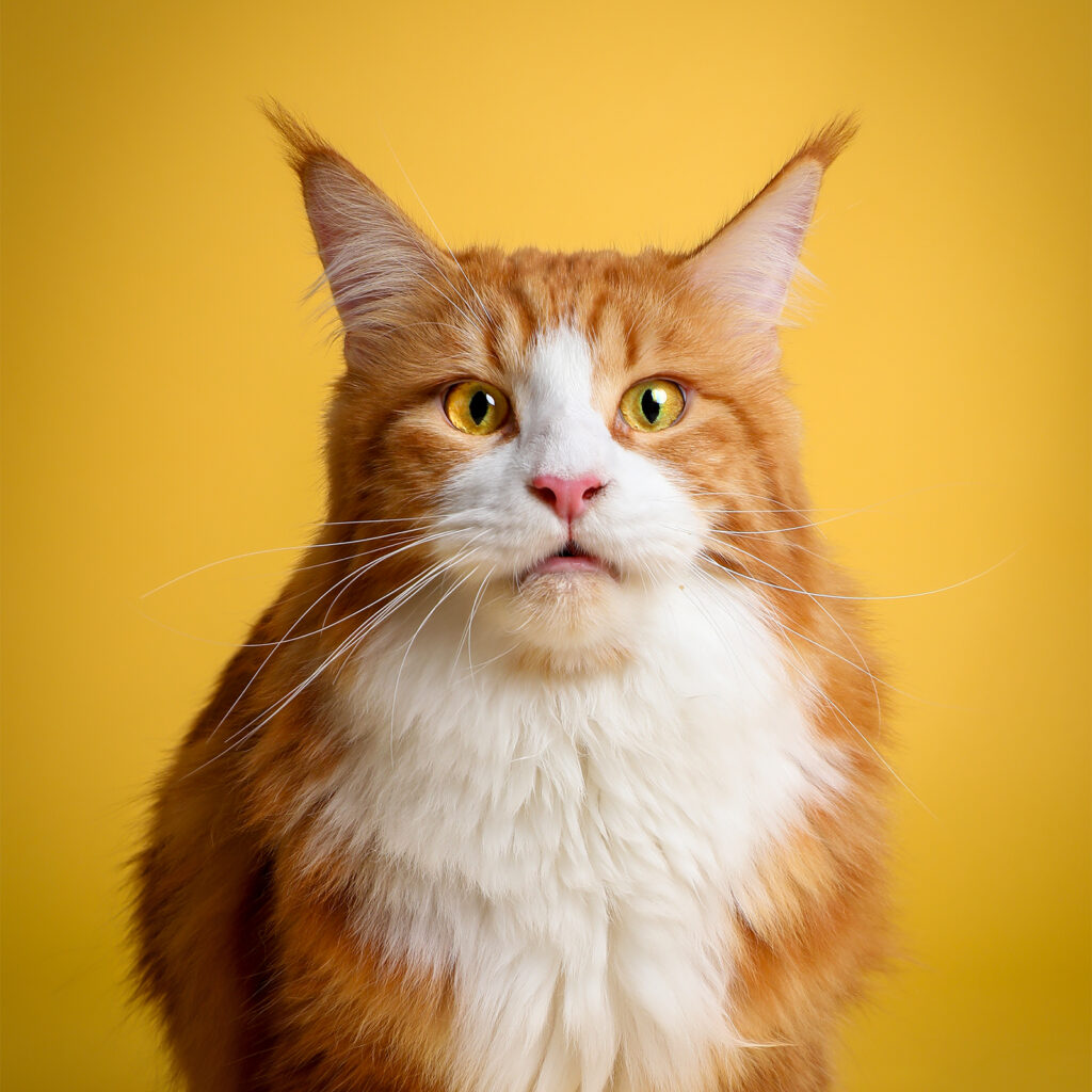 Singapore pet photography photographer, dog cat photo studio