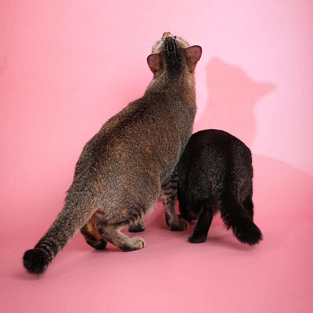 Singapore pet photography photographer, dog cat photo studio