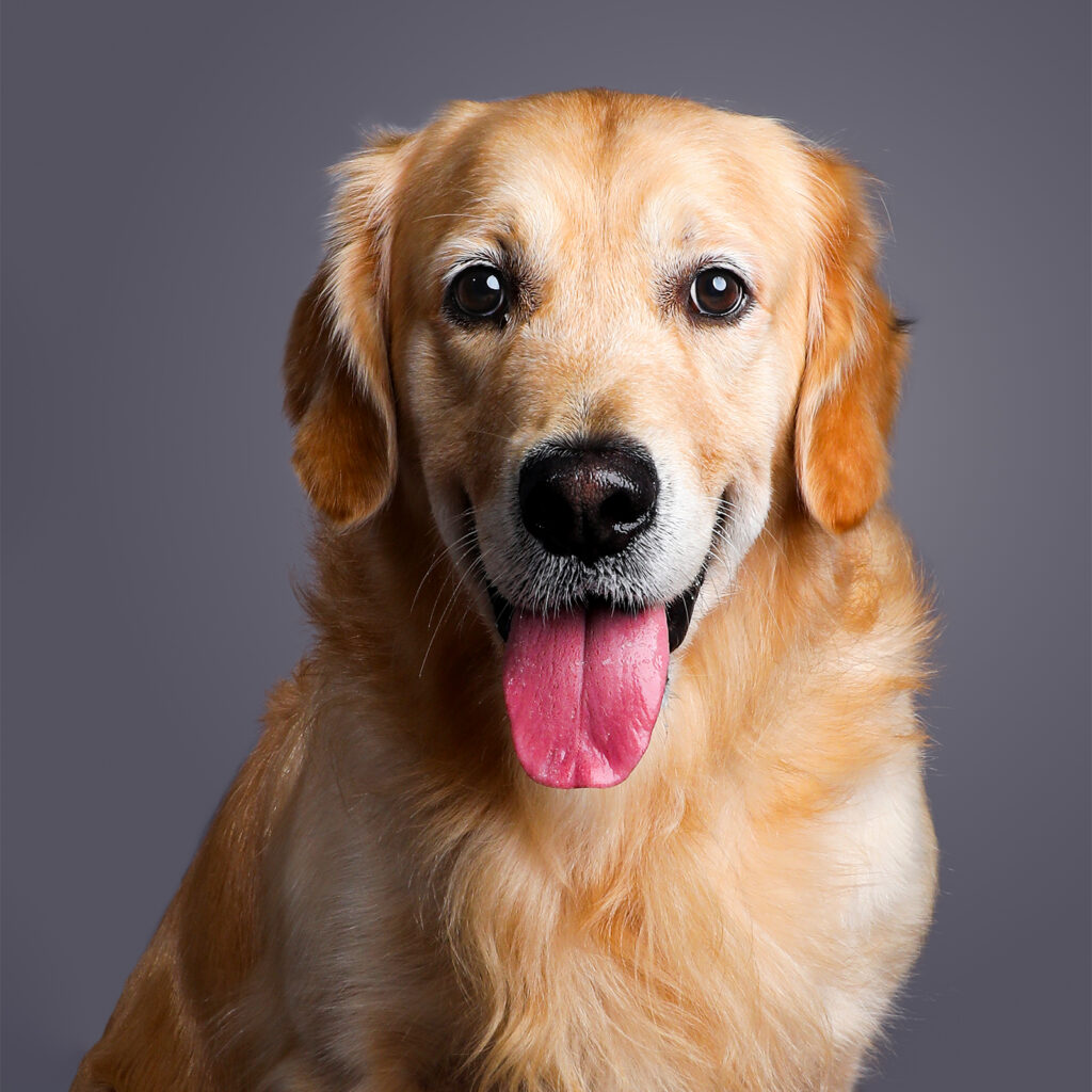 Singapore pet photography photographer, dog cat photo studio