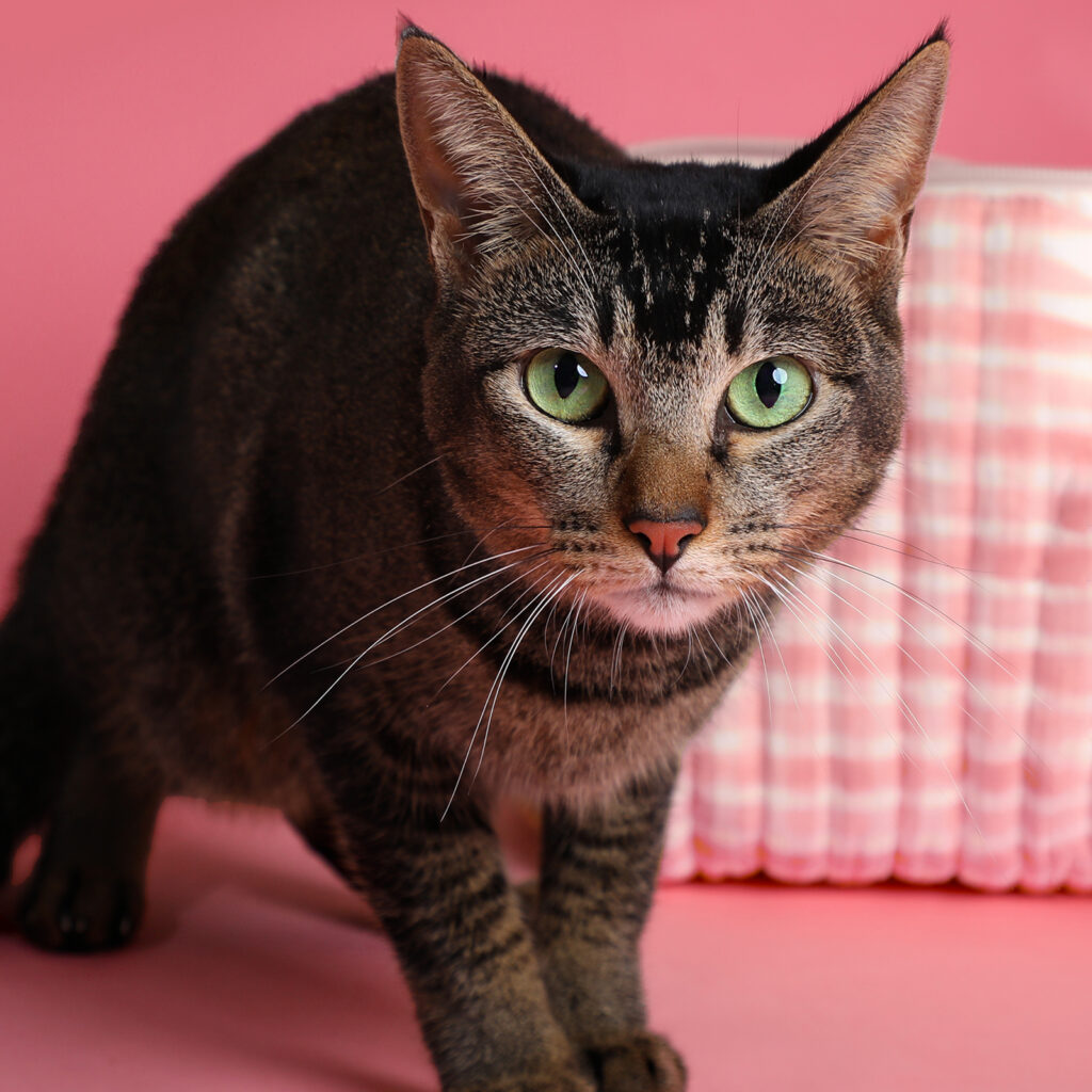 Singapore pet photography photographer, dog cat photo studio