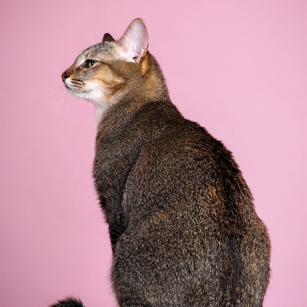 Singapore pet photography photographer, dog cat photo studio