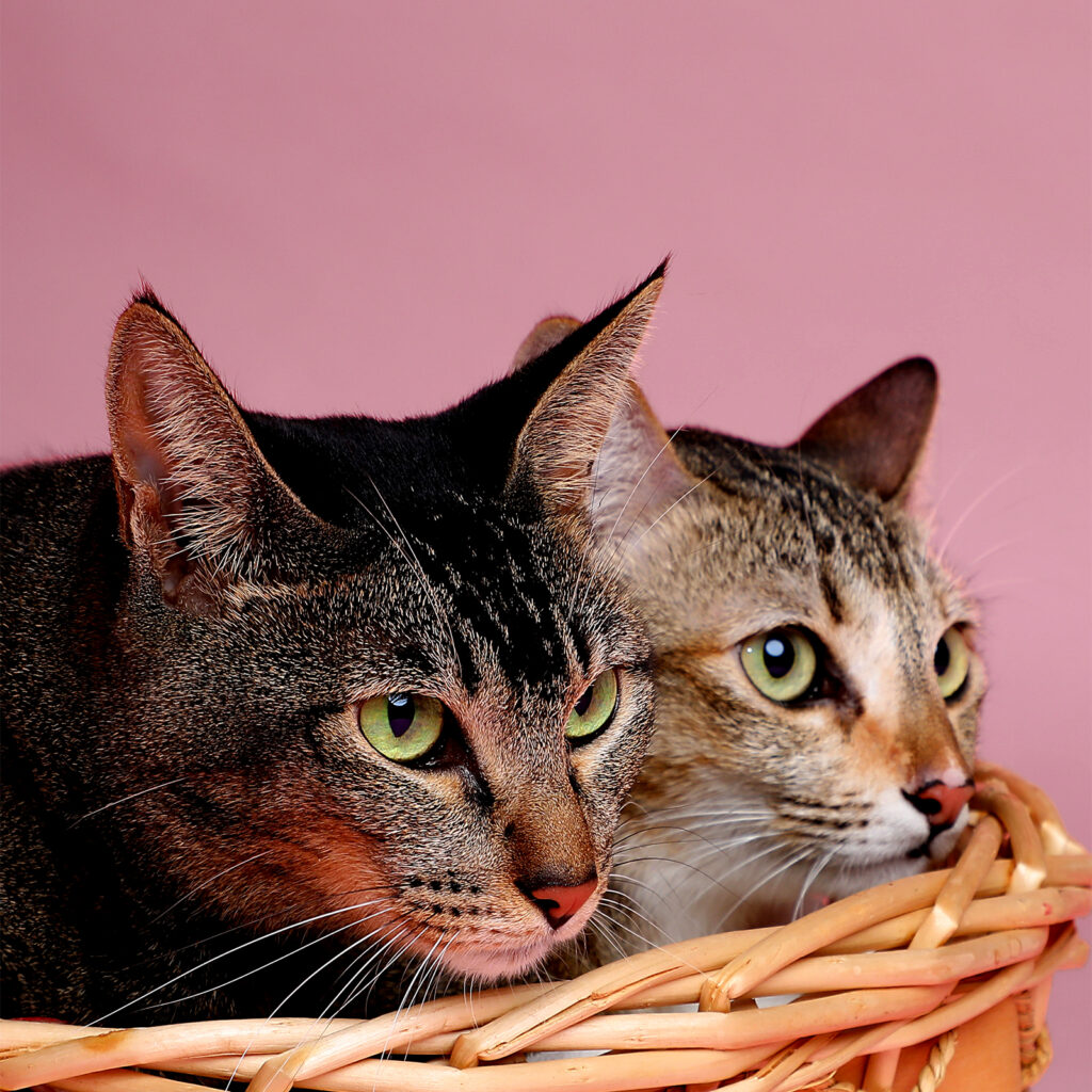 Singapore pet photography photographer, dog cat photo studio