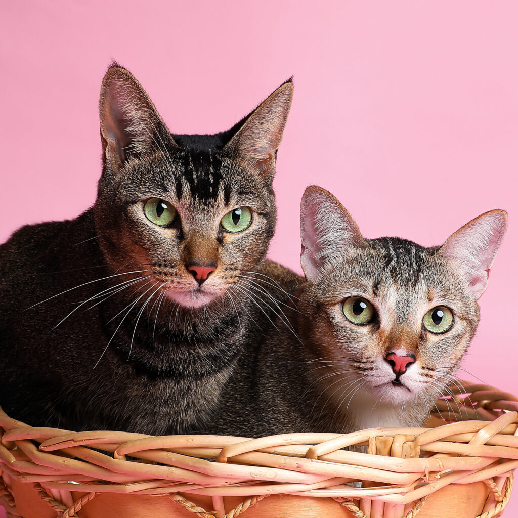 Singapore pet photography photographer, dog cat photo studio