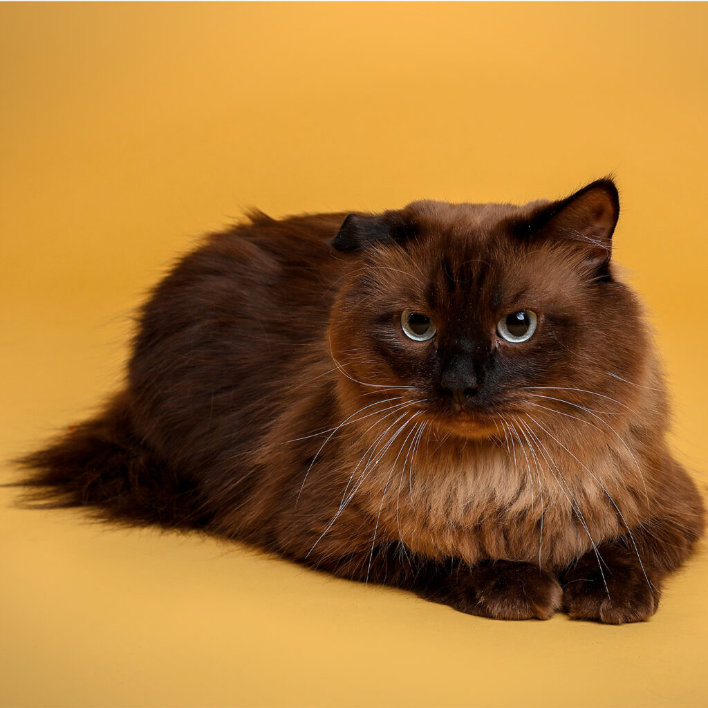 Singapore pet photography photographer, dog cat photo studio