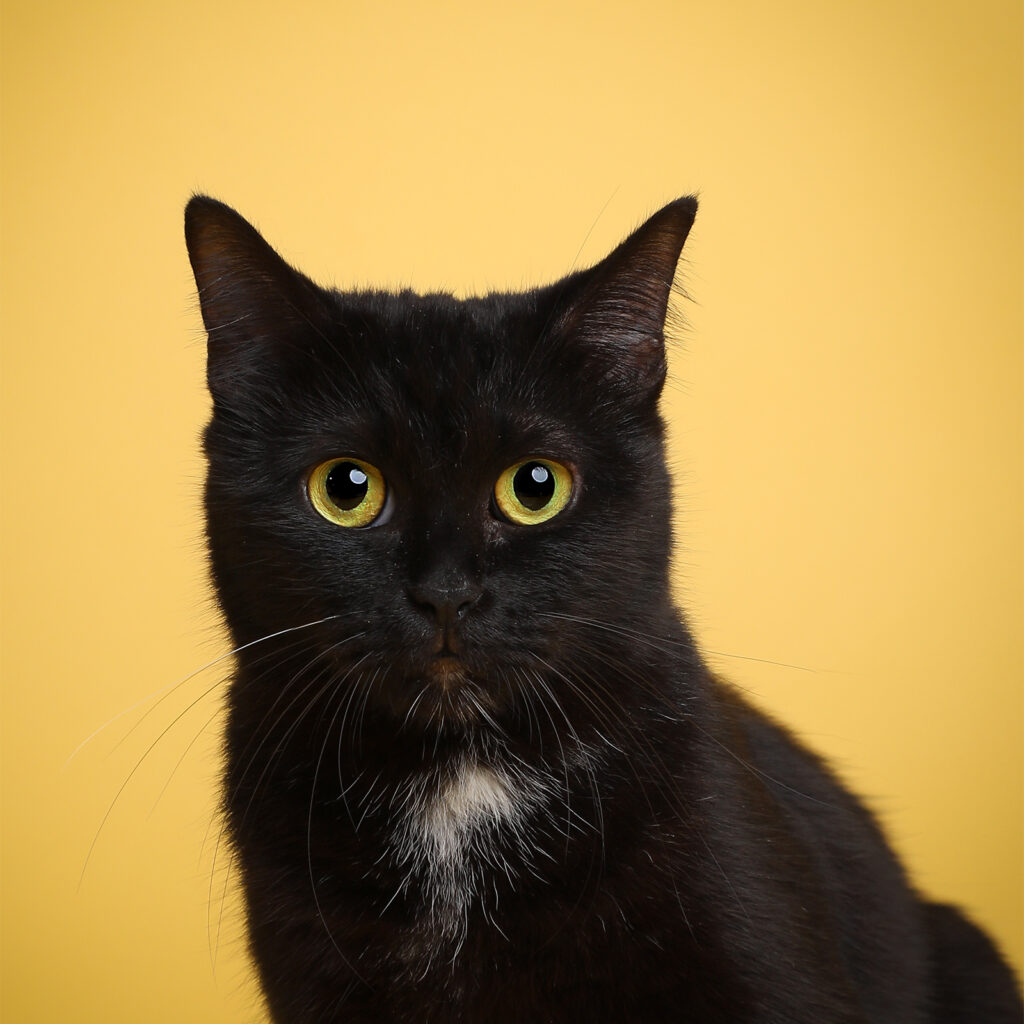 Singapore pet photography photographer, dog cat photo studio