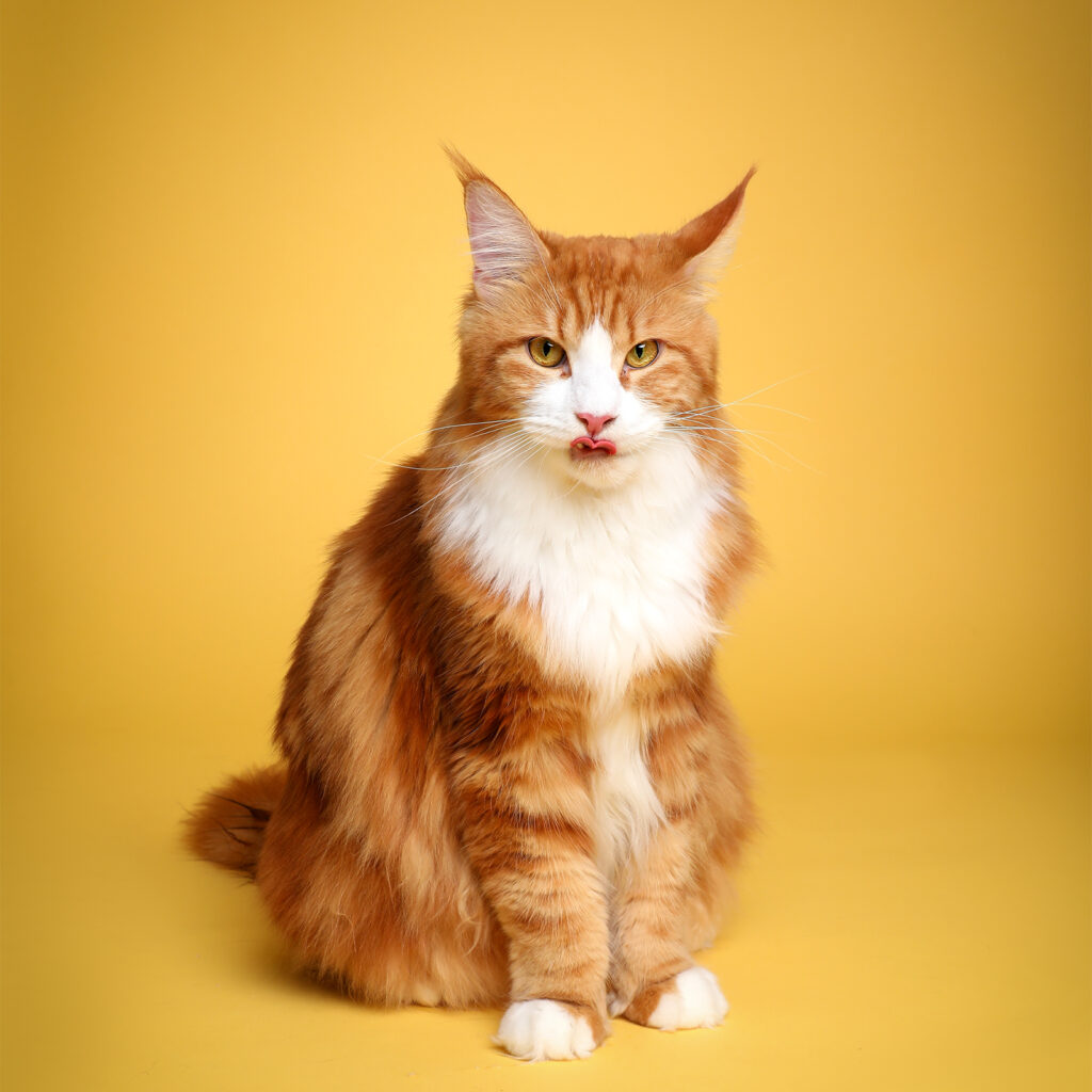 Singapore pet photography photographer, dog cat photo studio