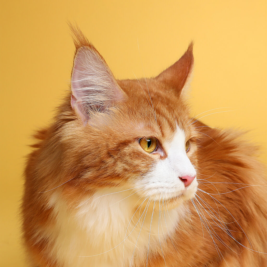 Singapore pet photography photographer, dog cat photo studio