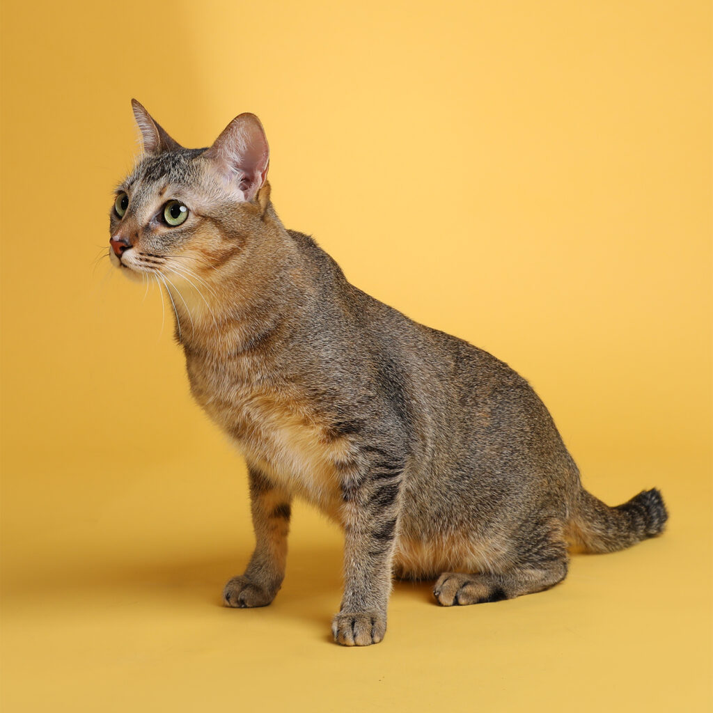 Singapore pet photography photographer, dog cat photo studio