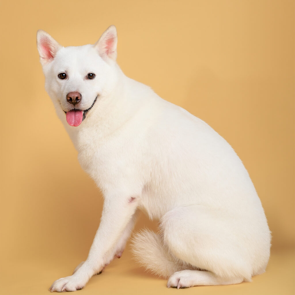 Singapore pet photography photographer, dog cat photo studio