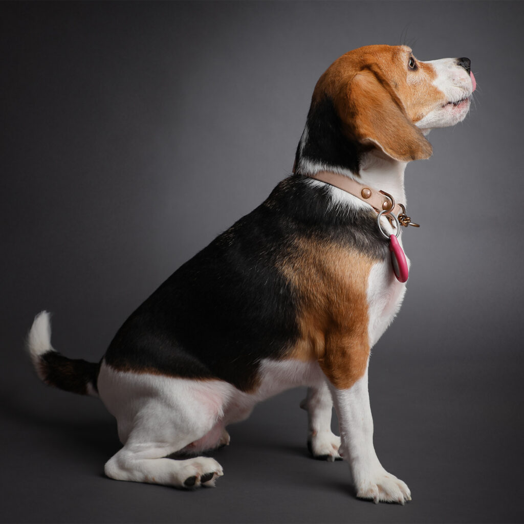 Singapore pet photography photographer, dog cat photo studio