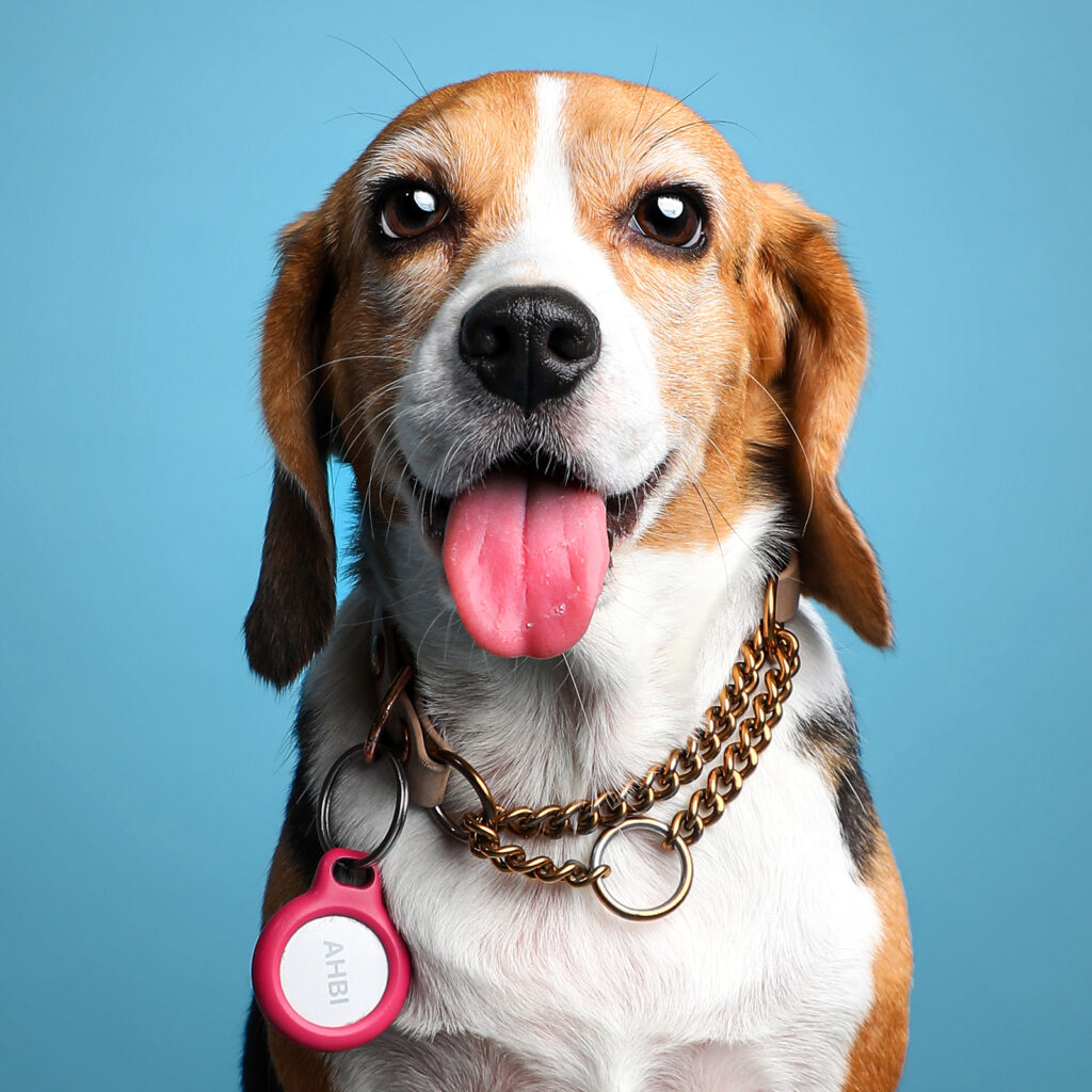 Singapore pet photography photographer, dog cat photo studio