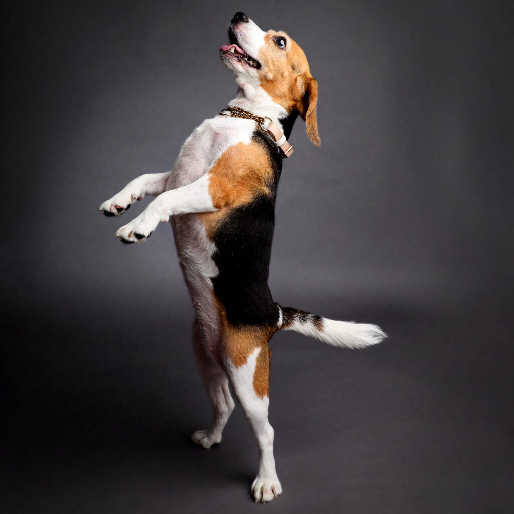 Singapore pet photography photographer, dog cat photo studio