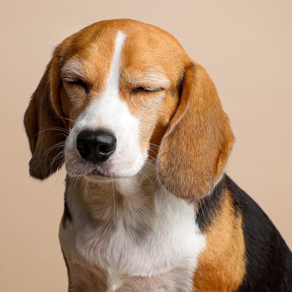 Singapore pet photography photographer, dog cat photo studio