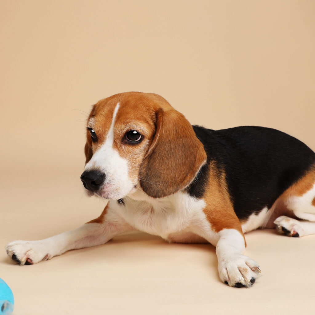 Singapore pet photography photographer, dog cat photo studio