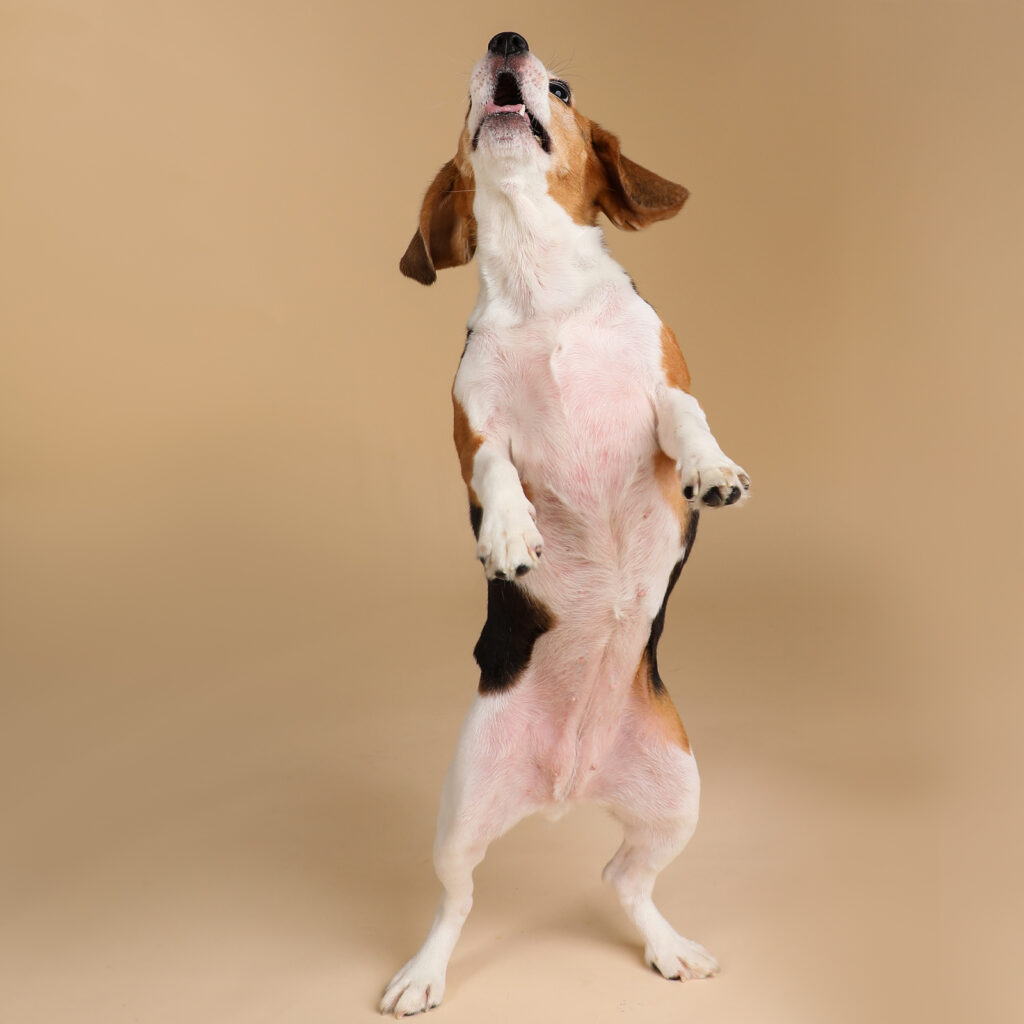 Singapore pet photography photographer, dog cat photo studio