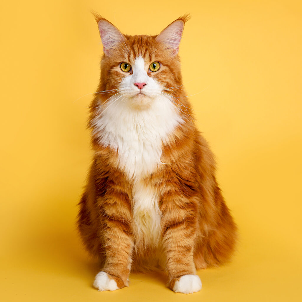 Singapore pet photography photographer, dog cat photo studio