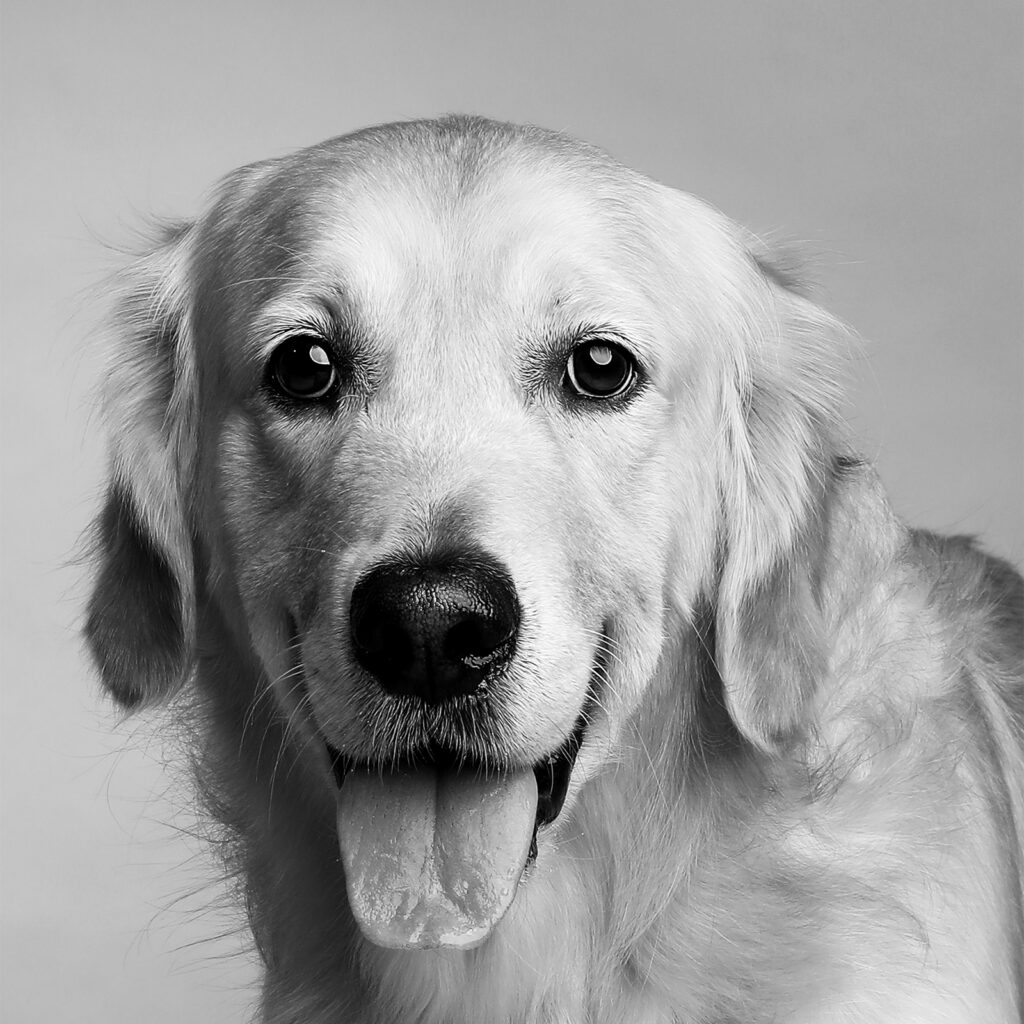 Singapore pet photography photographer, dog cat photo studio