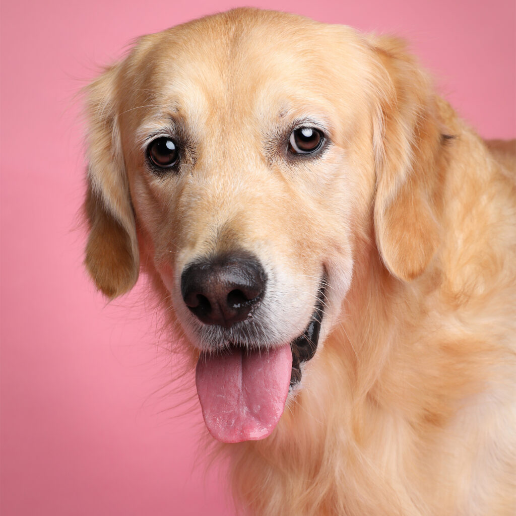 Singapore pet photography photographer, dog cat photo studio