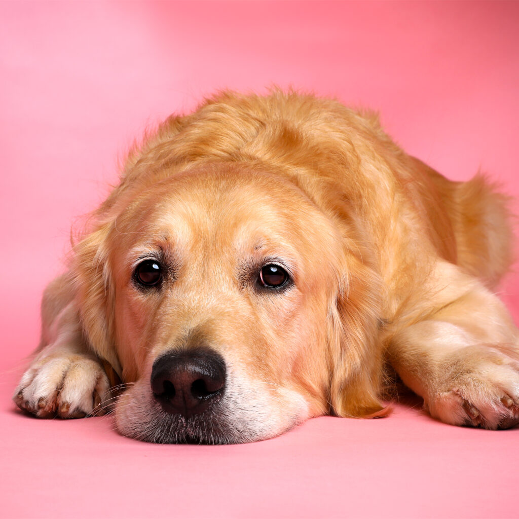 Singapore pet photography photographer, dog cat photo studio